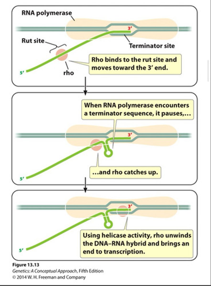 <p>in prokaryotes (50%), termination of transcription by an interaction between RNA polymerase and the rho protein.</p><p>- Binds at Rut site on new RNA strand and moves along the strand until it reaches the transcription bubble, where it separates RNA from the DNA template.</p>