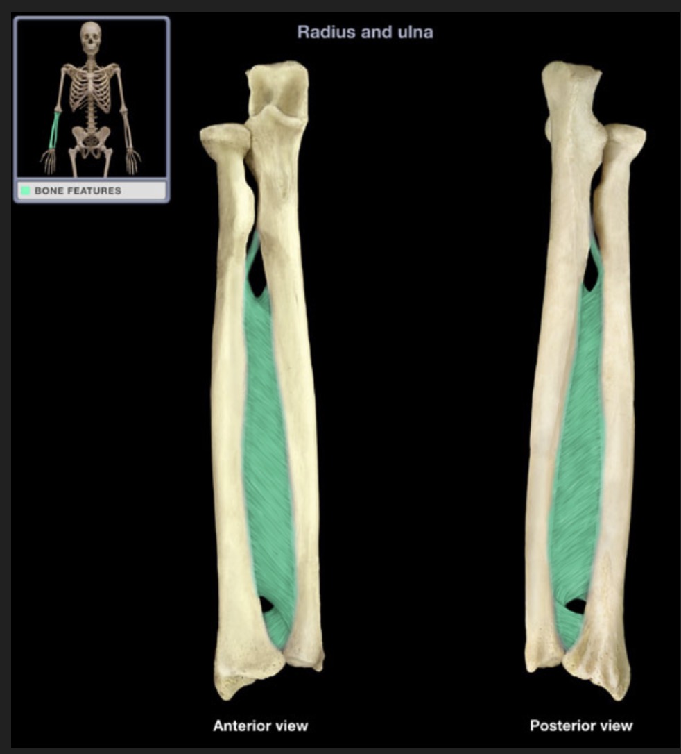 <p><span style="font-family: Arial, sans-serif; color: rgb(45, 59, 69)">between radius and ulna, thick sheet of connective tissue</span></p>