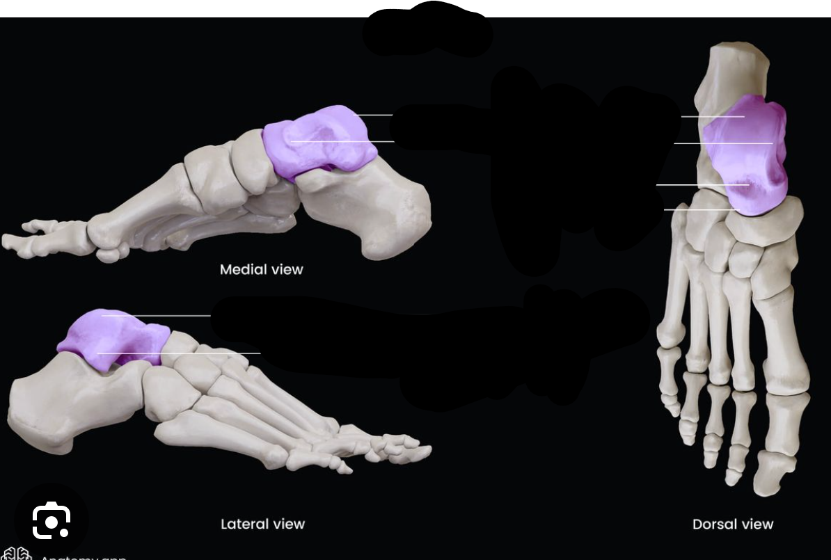 <p>what bone is the purple bone?</p>