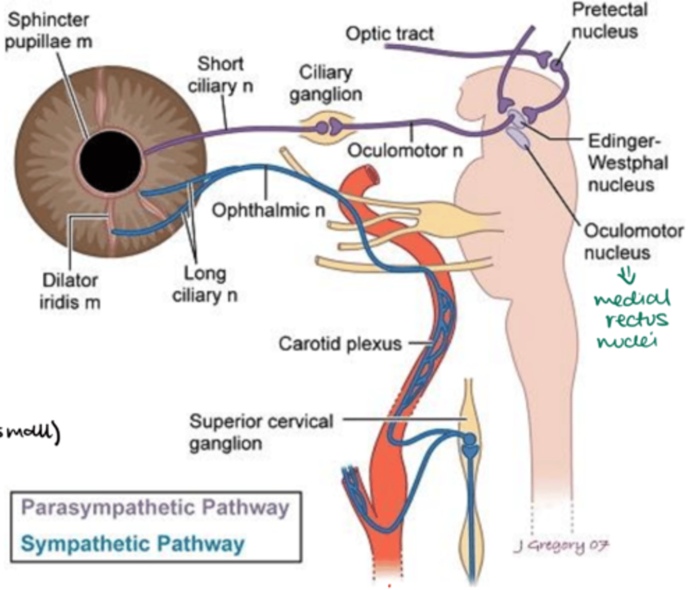 <p>Balanced activation of the sympathetic and parasympathetic systems</p>