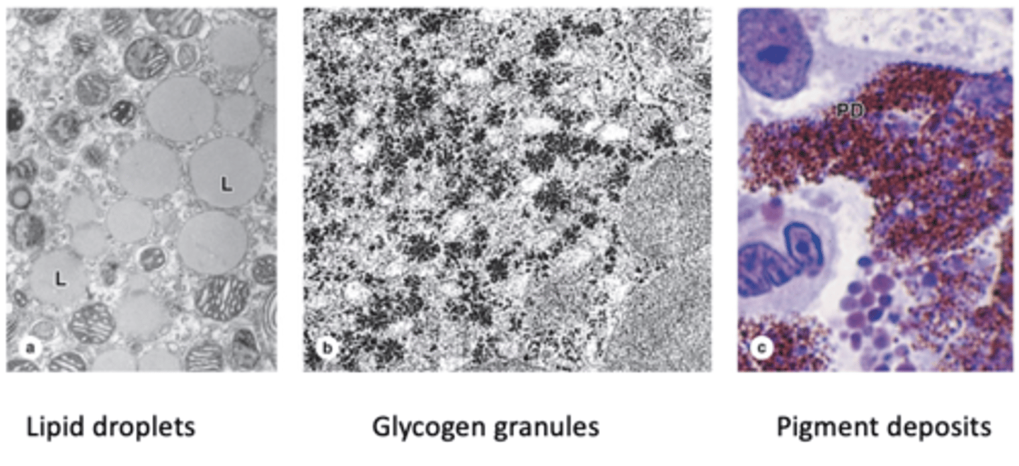 <p>What are inclusions in cells?</p>