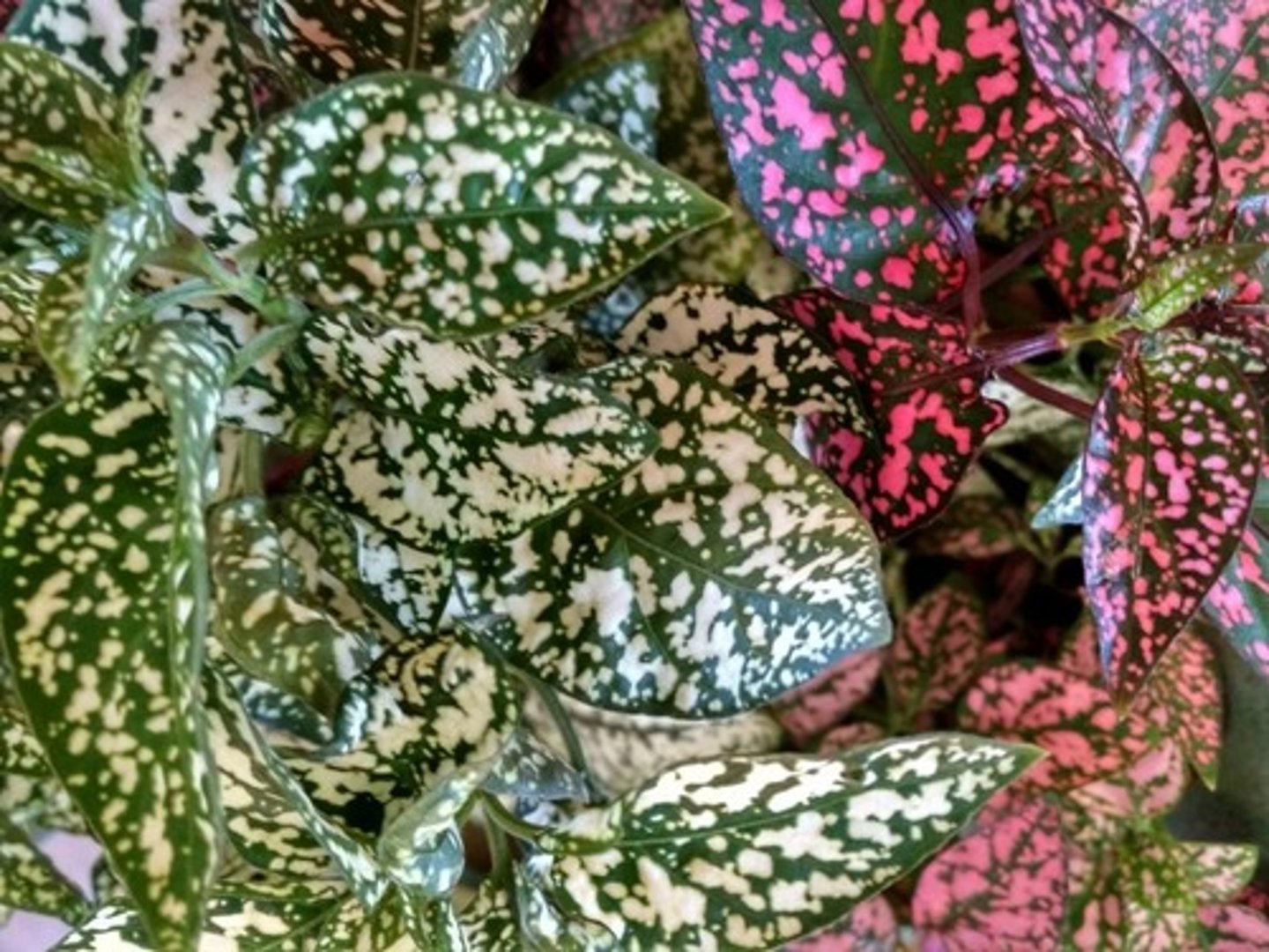 <p>Foliage: The primary characteristic is the leaves, which are typically ovate (egg-shaped) and have a mottled or spotted appearance.</p><p>Coloration: The spots or blotches can vary in color, including pink, red, white, or even shades of green.</p><p>Grows to between 15 and 45 centimeters</p>