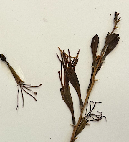 <p>Asparagales</p><p>Asparagaceae</p>