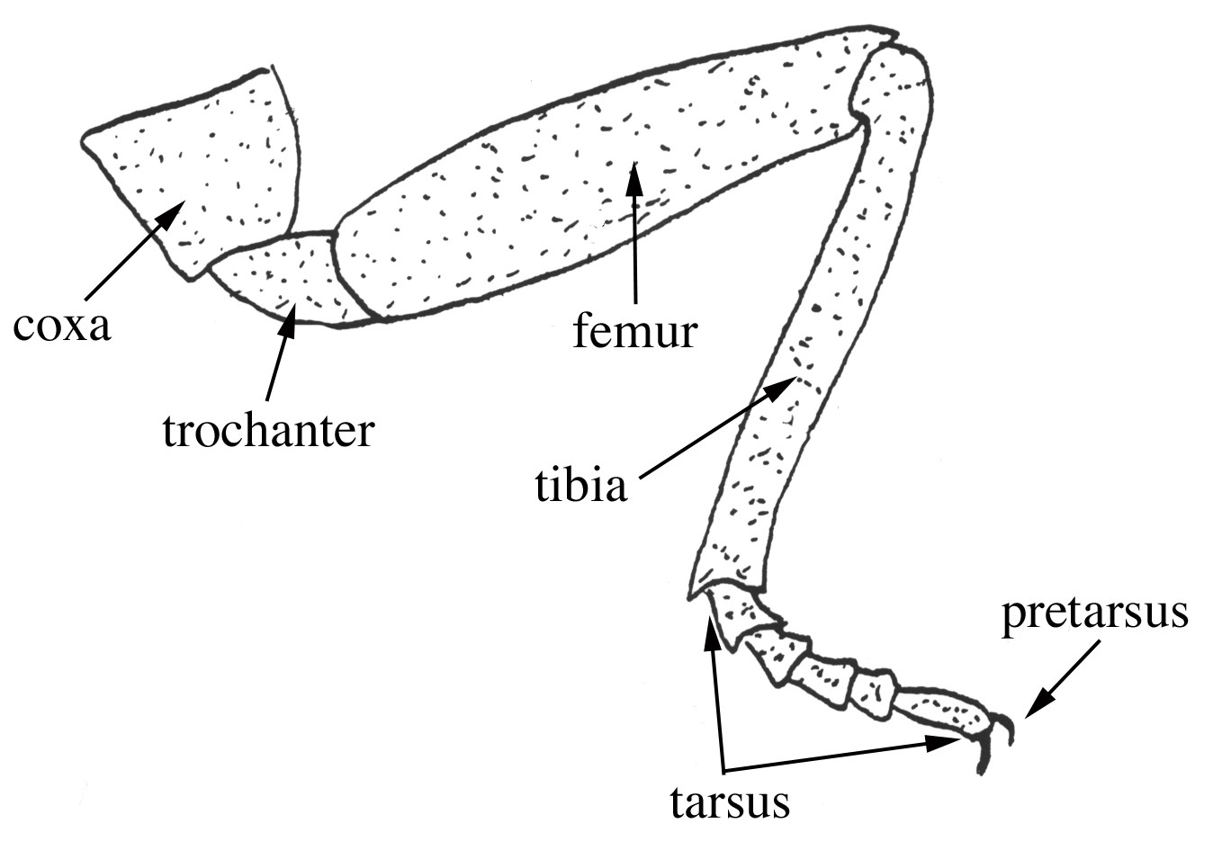 <p>four segments trochanter, femur, tibia and tarsus make up the mode of travel for most insects&nbsp;</p>