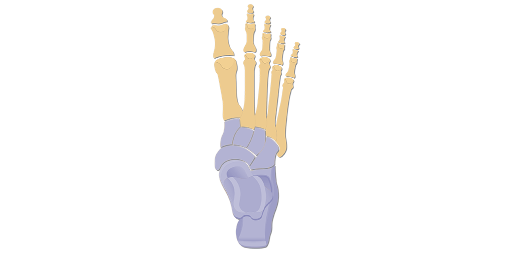 <p>What bone is this? </p>