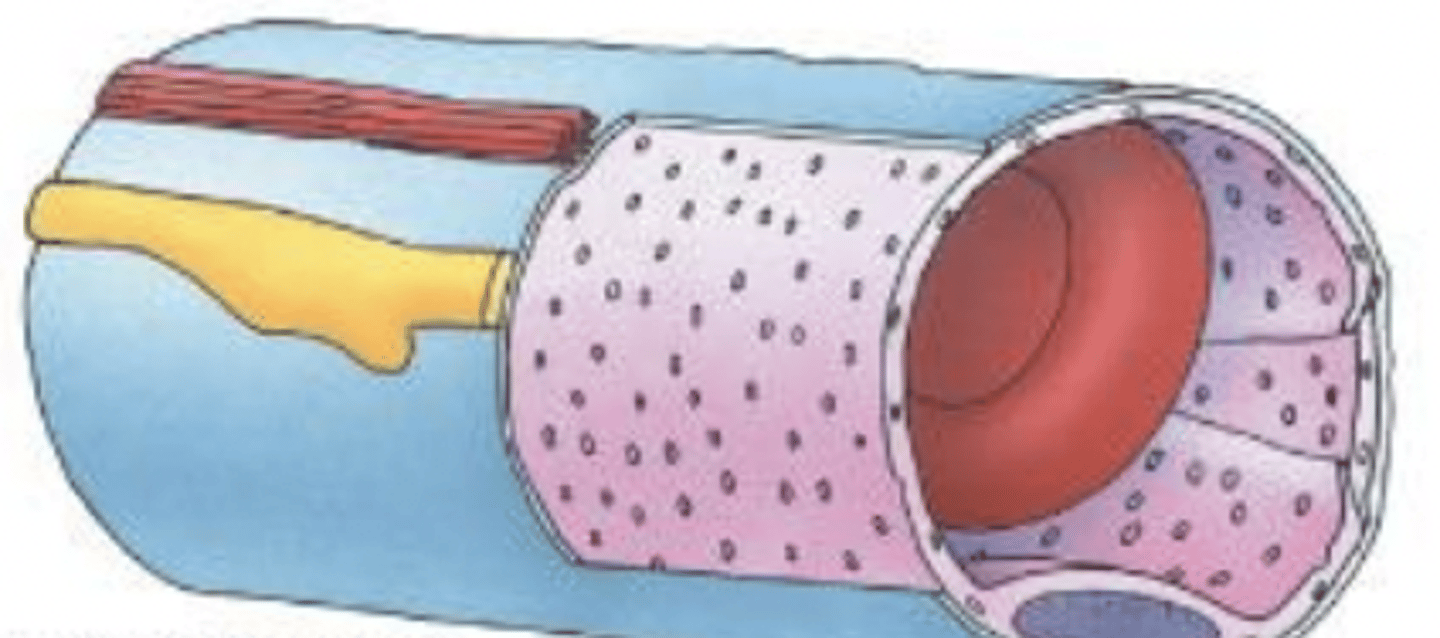 <p>what type of capillary?</p>