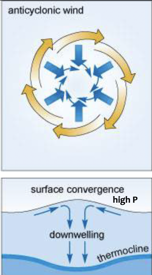 <p>Downwelling</p>