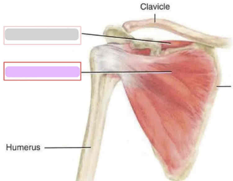 <p><span>Anterior rotator cuff (deep)</span></p>