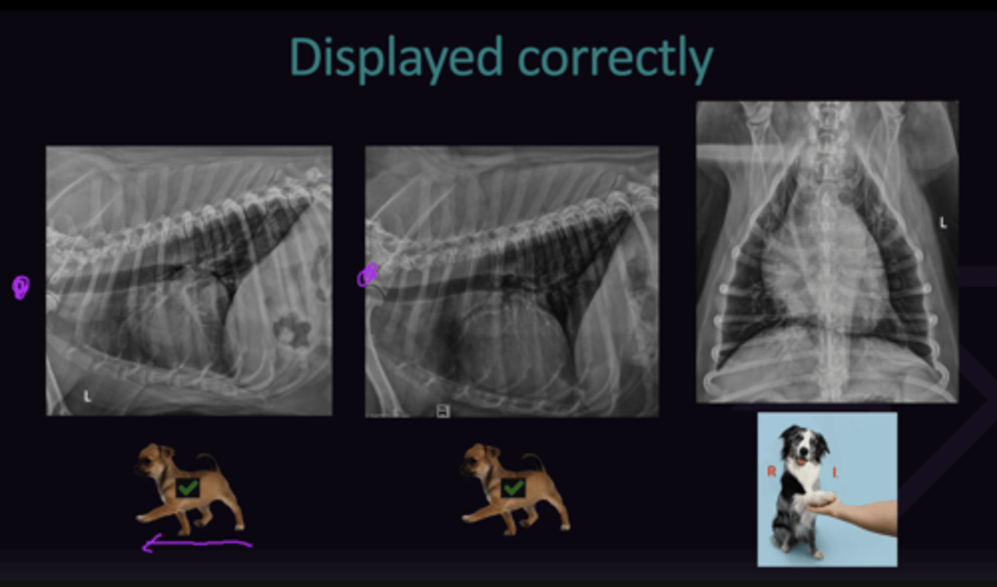 <p>1. Cranial to left of screen, caudal to right of screen</p><p>2. Left Side on right of screen</p>