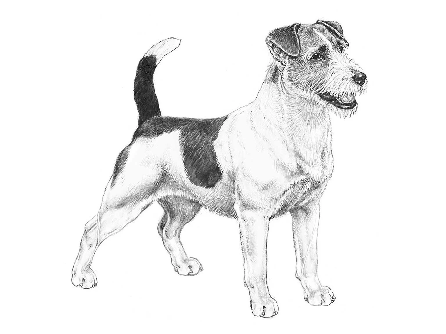 <p>Jack russel terrier</p>