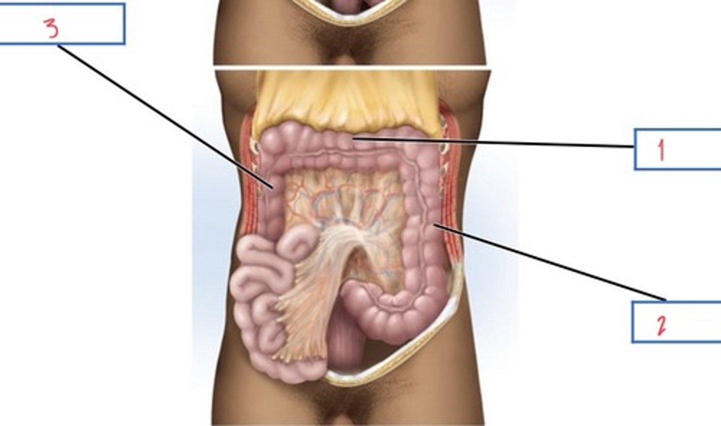 <p>What major structure of the digestive system is 3?</p>