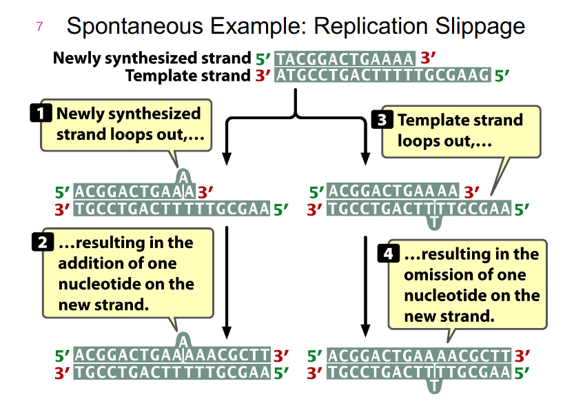 <p>- happens when there are repeated sequences along our DNA</p><p>- there are some ways we can slip during replication</p><p>- the newly synthesised strand can loop out, resulting in addition of one nucleotide on one new strand</p><p>- the opposite can happen if we have a slippage of template strand, resulting in the omission of one nucleotide on the new strand</p>