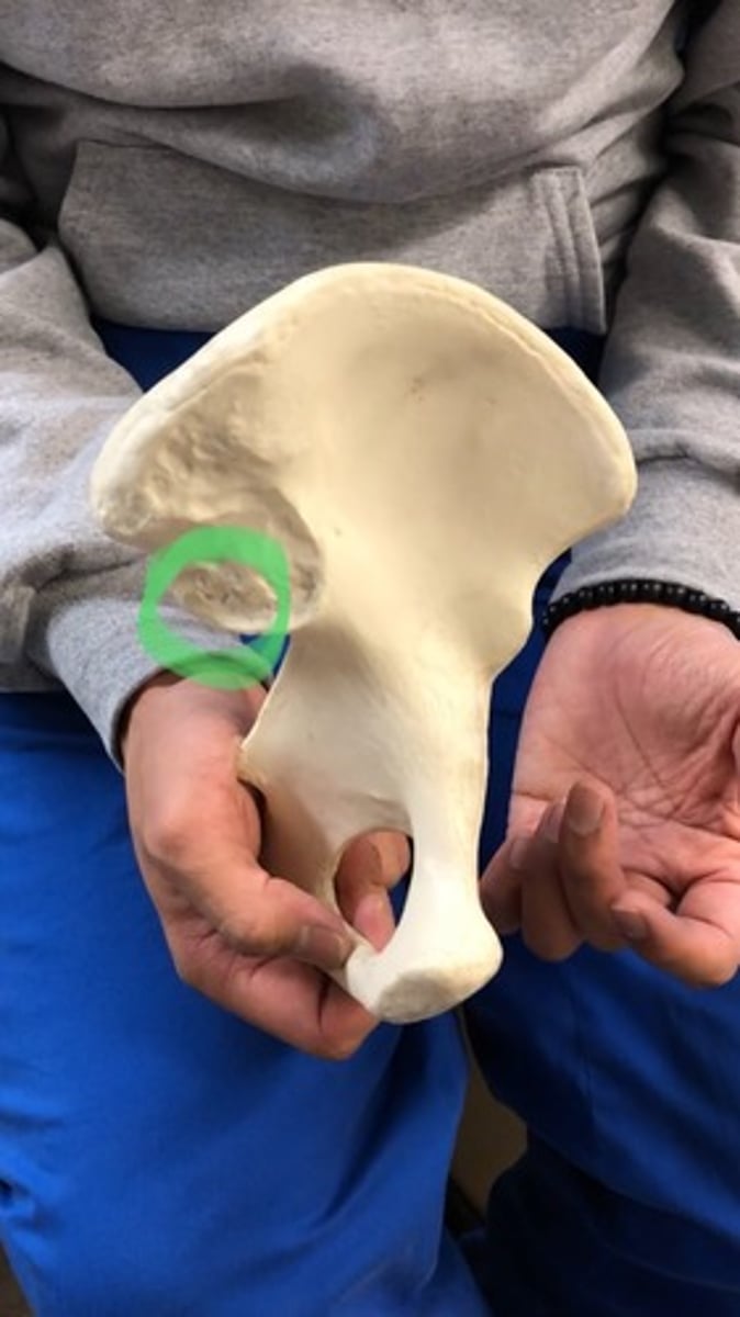 <p>medial; below superior</p>