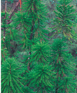 <p>Most are evergreens, meaning they do not shed their leaves in the winter. They have both male and female cones, which <u>form needle-like structures</u>.</p>