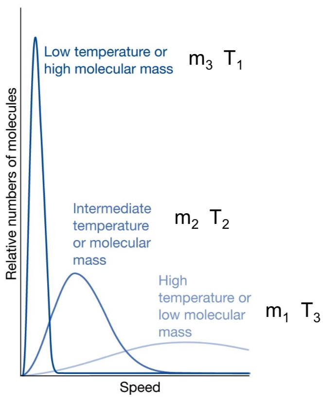<p>Higher <strong>T</strong> →</p><ul><li><p>Broader curve</p></li><li><p>Peak shifts to <strong>higher speeds</strong></p></li></ul><p></p>