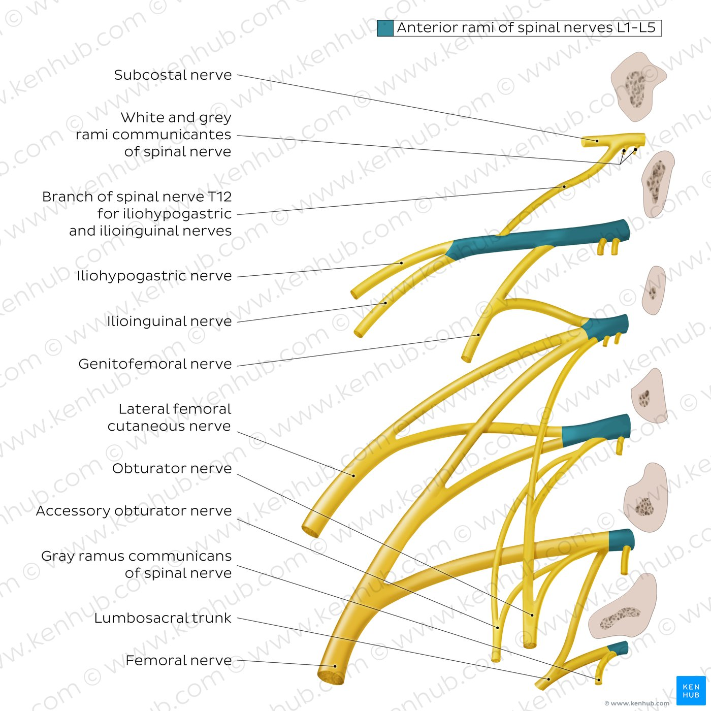 <p>Which nerve from <strong>S1-S3</strong> provides sensation to the posterior thigh?</p>