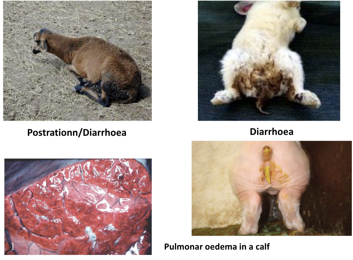 <p>Intestinal damage (diarrhea and hemorrhagic enteritis) </p><p>Systemic toxemia (pulmonary edema, shock…) </p>