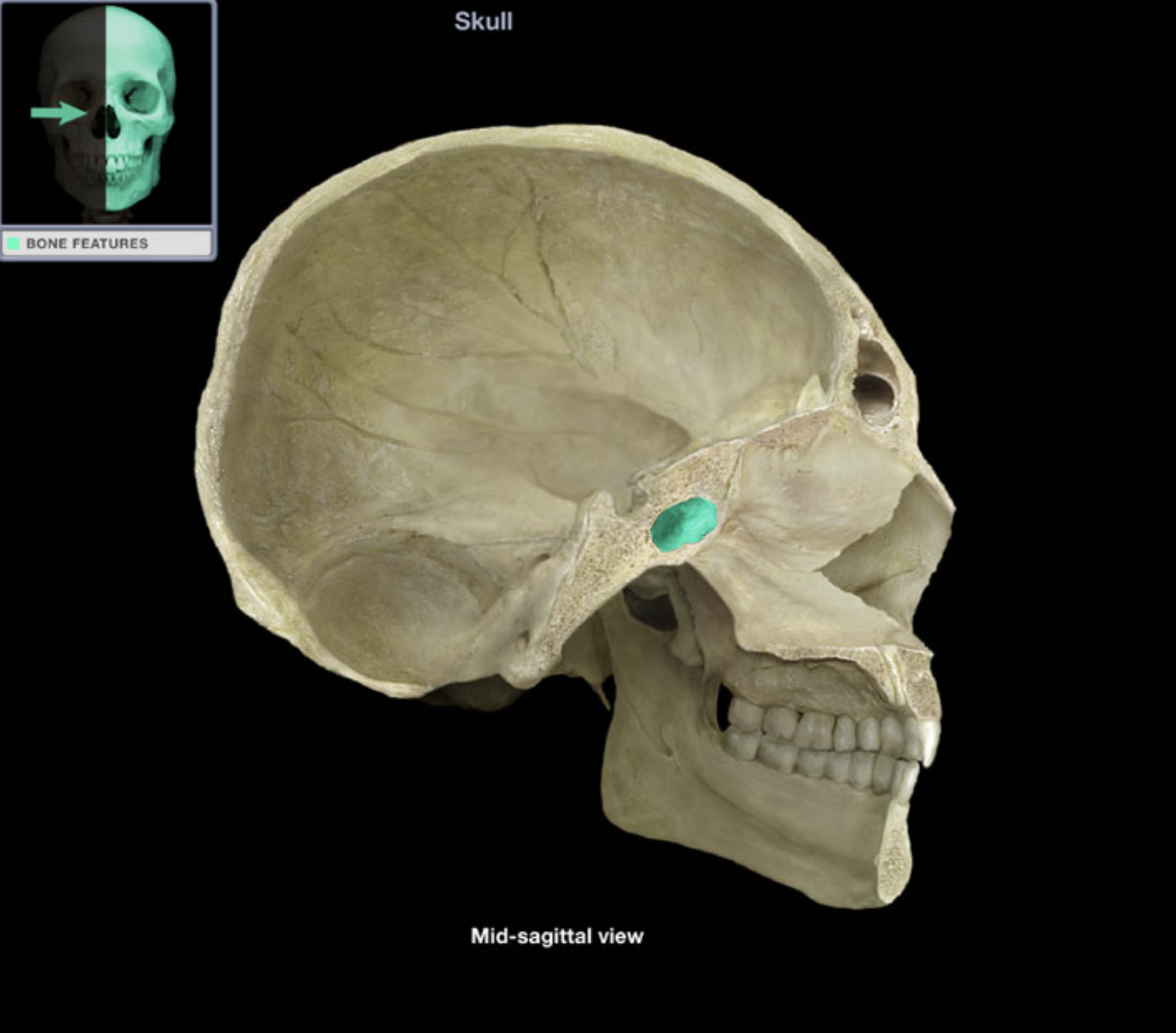 knowt flashcard image