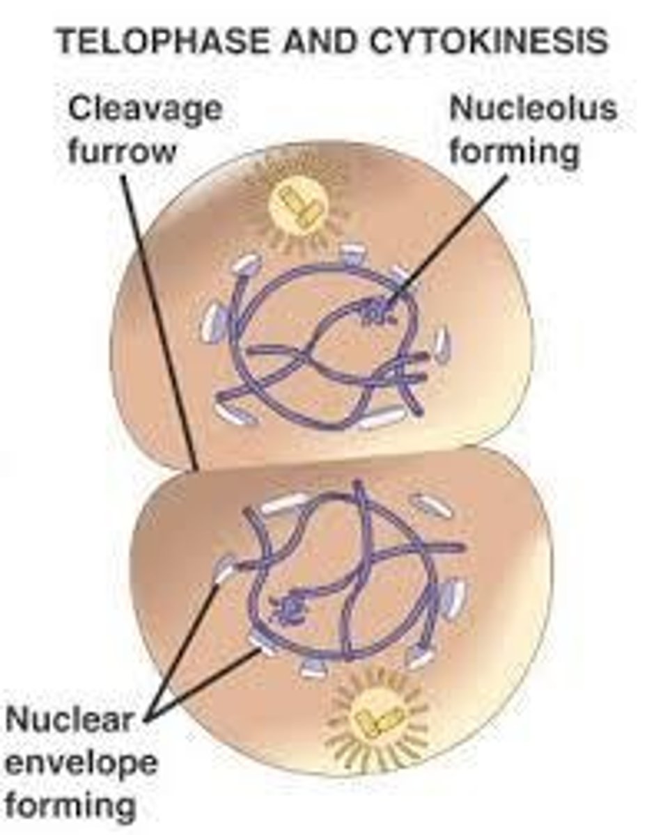 <p>Phase where sister chromatids separate and move apart.</p>