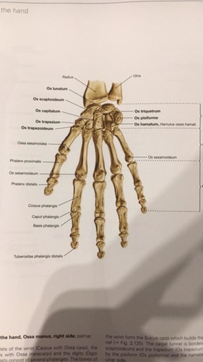 <p>corpus phalangis</p>