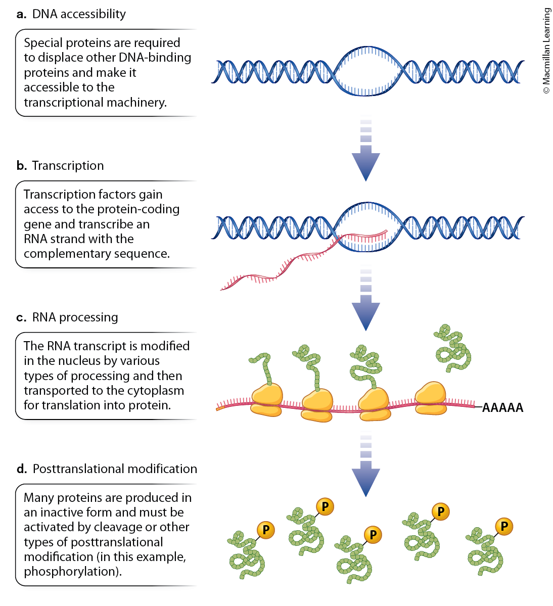 <p>DNA needs to be accessible; <span>Ensures that genes are in an open chromatin state to be transcribed.</span></p><p>Transcription factors need to drive transcription; <span>Drive the initiation and regulation of transcription by binding to specific DNA sequences.</span></p><p>RNA processing through splicing, capping and adding a poly-A tail; <span>Modifies pre-mRNA through splicing, capping, and polyadenylation to produce mature, translatable mRNA.</span></p><p>Modification of the protein to influence its function; <span>Alters the protein’s function, stability, and localization after it is synthesized.</span></p>