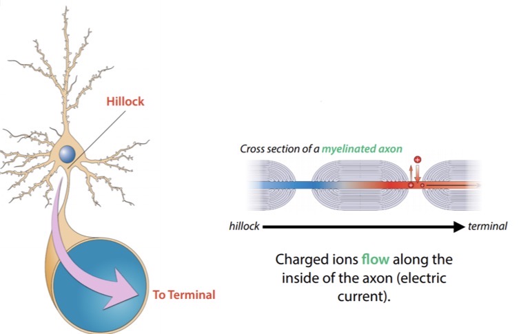 <p>What happens to an action potentials after its initiated at the hillock?</p>