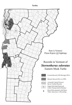 <p>Shallow, weedy, still water, limited to scattered locations in Champlain Basin (S2)</p>