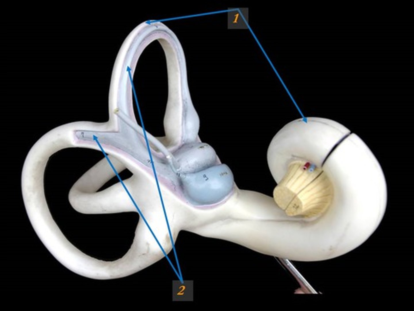 <p>Set of 3 parts in the ear (Cochlea,Vestibule, Semicircular Canals)</p>