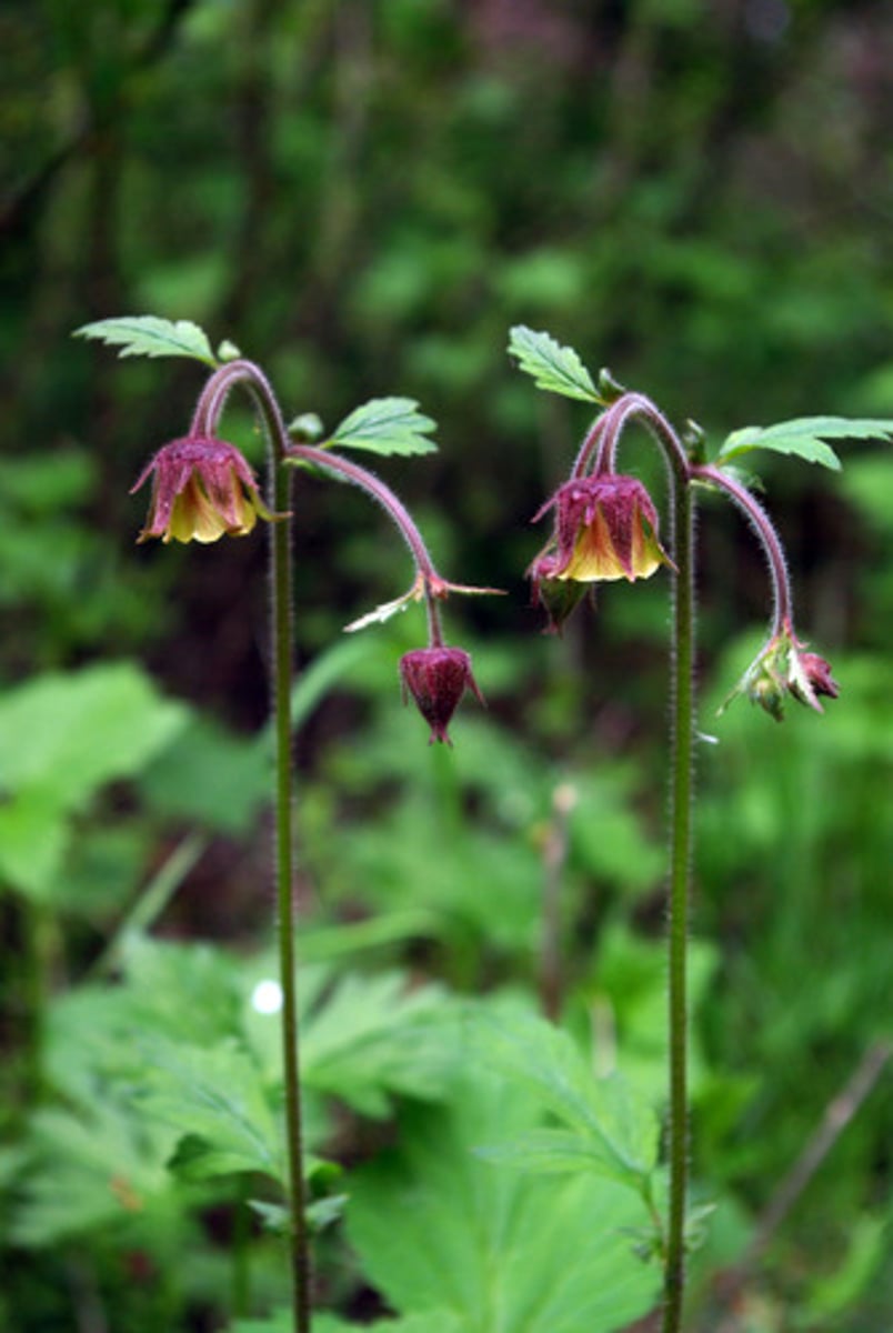 <p>humleblomster</p>