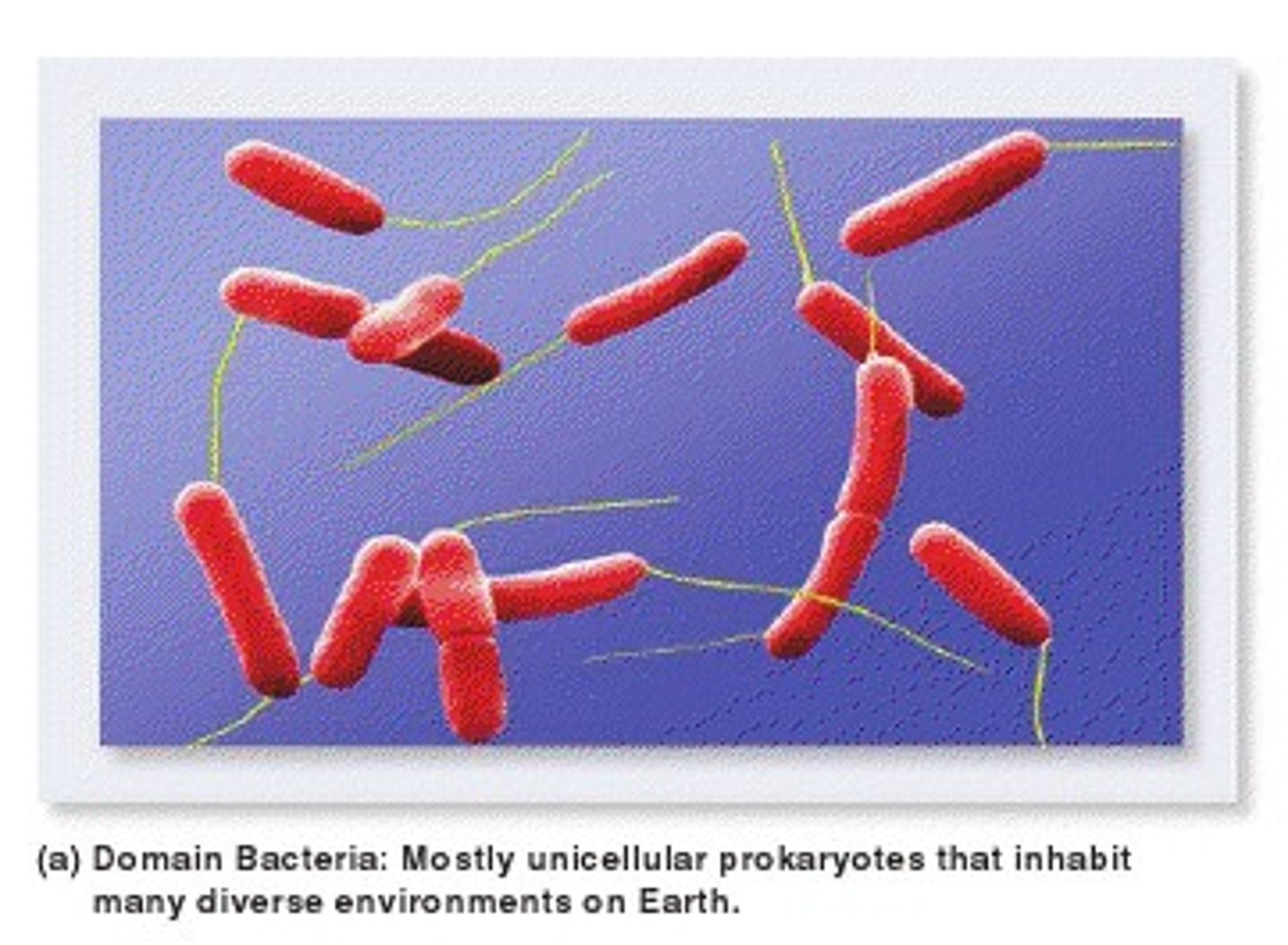 <p>One of the three domains of life; contains prokaryotic cells that differ from archaea because they cannot live in extreme conditions</p>