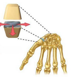 <p>Name this joint</p>