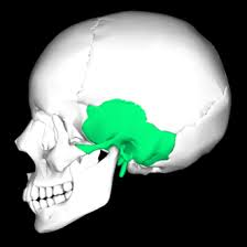<p>what cranial bone is this</p>