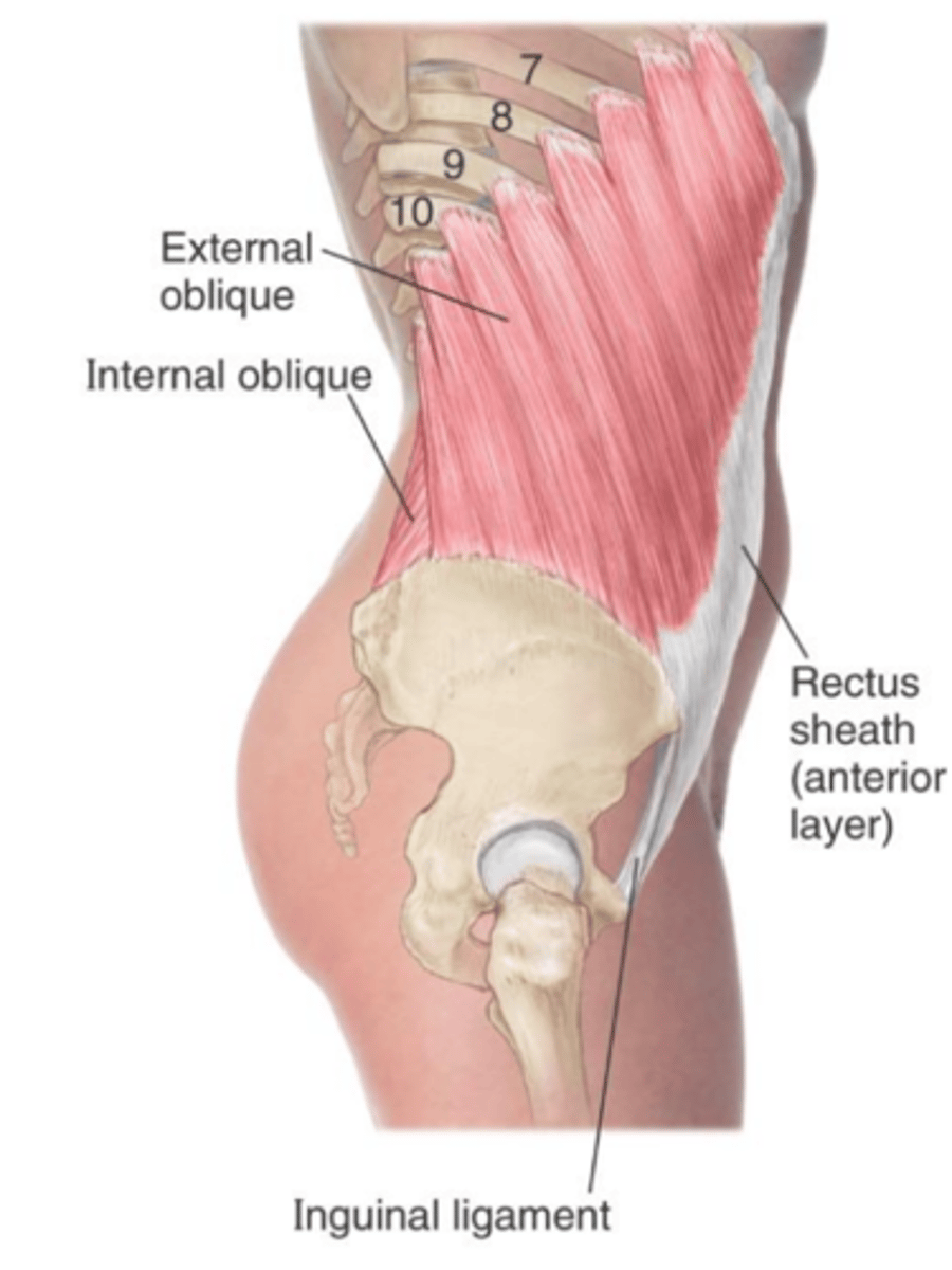 <p>clearly shows its extension from ribs 5-12 to insert into the linea alba and iliac crest</p>