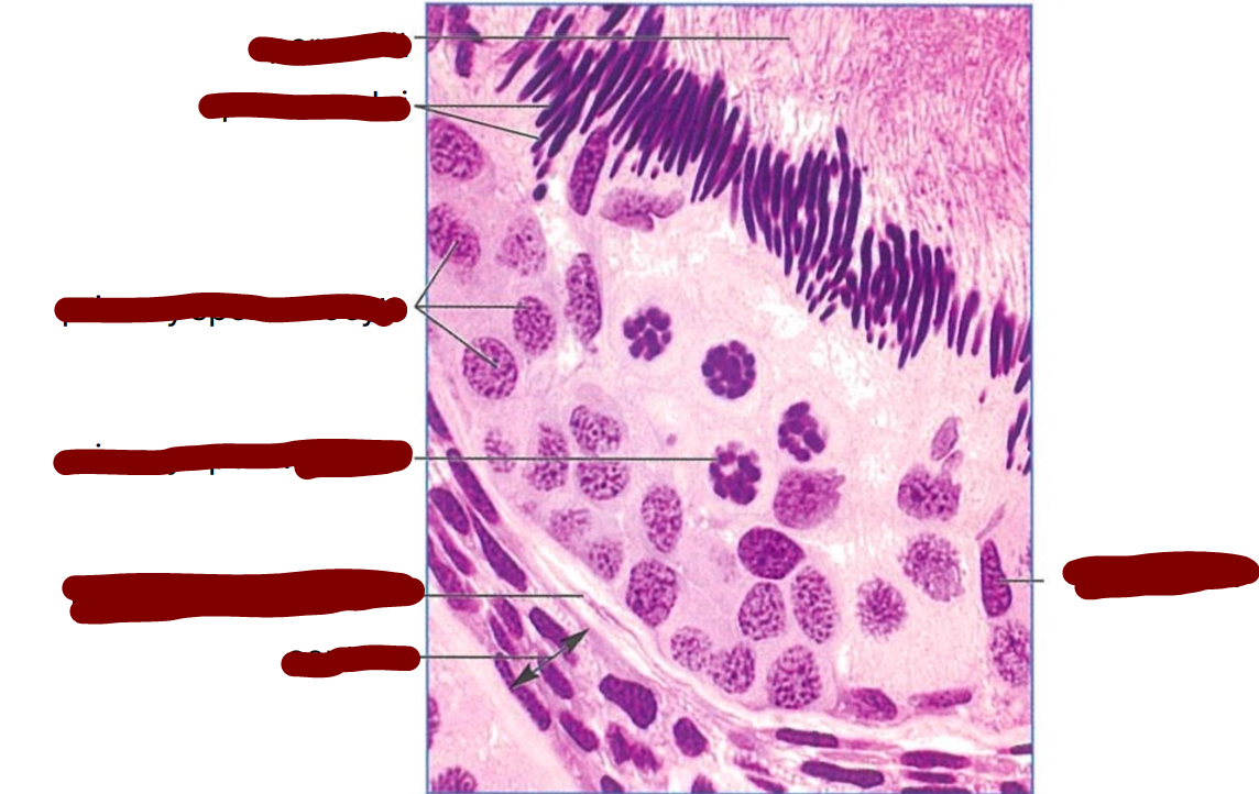 <p>transverse section through part of a frog seminiferous tubule </p>