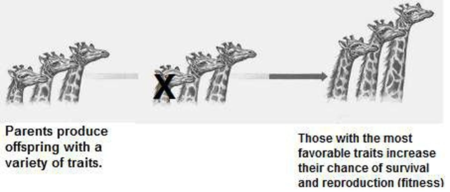 <p>all species of organisms arise and develop through the natural selection of small, inherited variations that increase the individual's ability to compete, survive, and reproduce.</p>