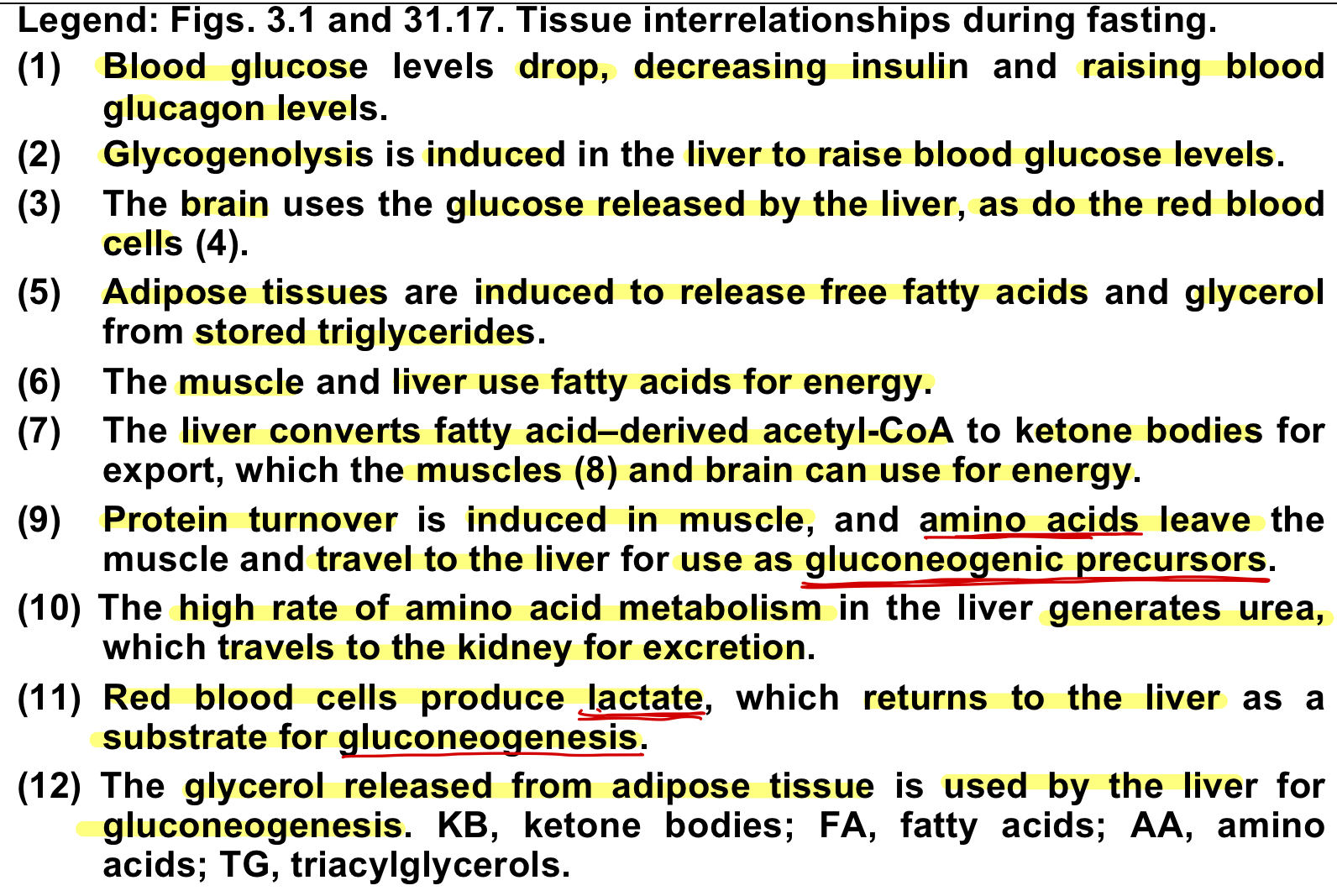 <ul><li><p>when there is a need for energy, glycogen is broken down and converted back into glucose</p></li><li><p>glycogen phosphorylase primary enzyme for glycogen breakdown</p><ul><li><p>enzymatic conversion of glycogen polymers to glucose monomer</p></li><li><p>takes place in liver and muscle tissues</p></li><li><p>liver can consume glucose6phosphate or remove phosphate group to release free glucose molecule into blood for other cell use</p></li><li><p>muscles will keep glucose they make as they cannot remove the phosphate </p></li></ul></li><li><p>during fasting state</p></li></ul><p></p>