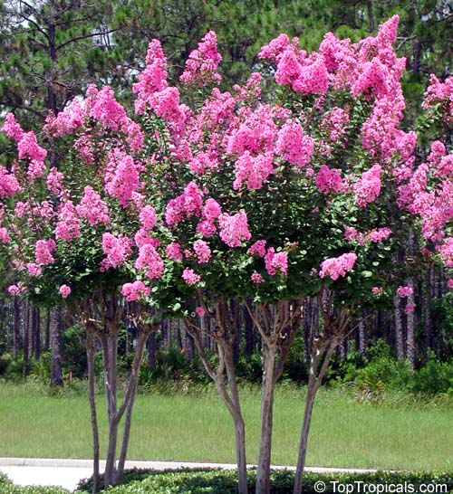 <p>Crepe Myrtle</p>