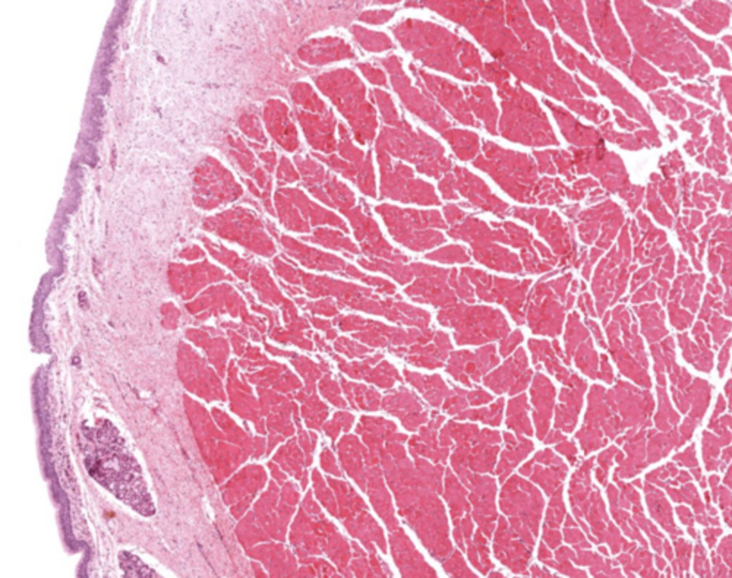 <p>Identify the image</p>