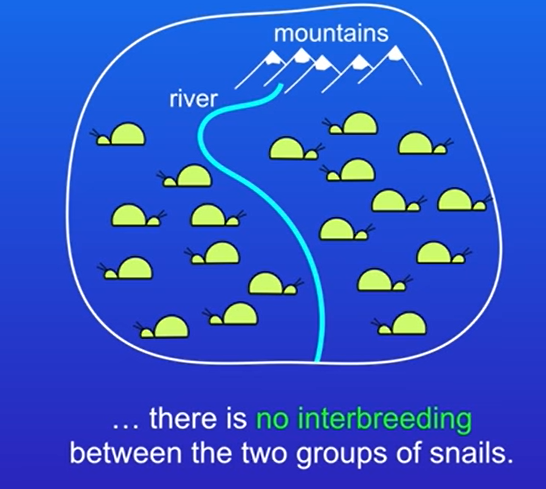 over time, natural selection will favour different alleles on the two sides on each side of the geographical barrier