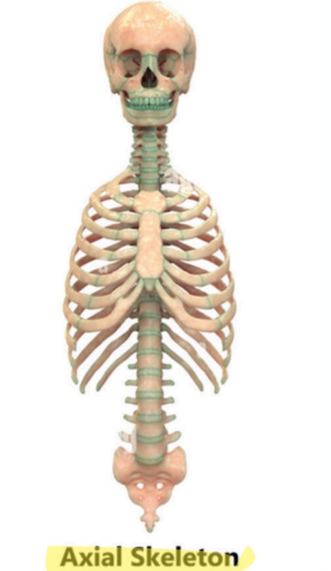 <p>superior(axial skeleton)</p>