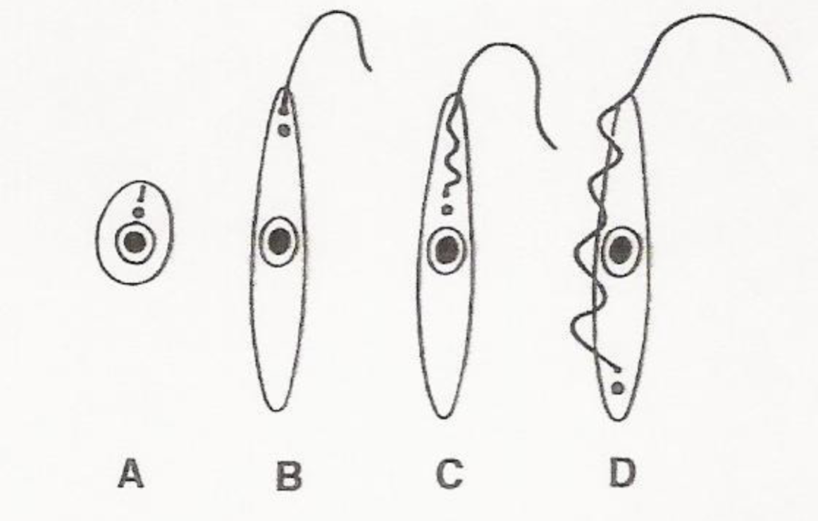 <p>What is a? Where is it found? What species is it found in?</p>