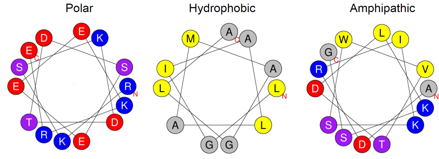 <ul><li><p>properties depend on side chains</p></li><li><p>amphipathic most common</p></li></ul>