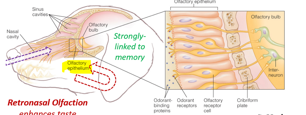 <p>Bipolar sensory neurons penetrate the braincase to the olfactory bulb </p>
