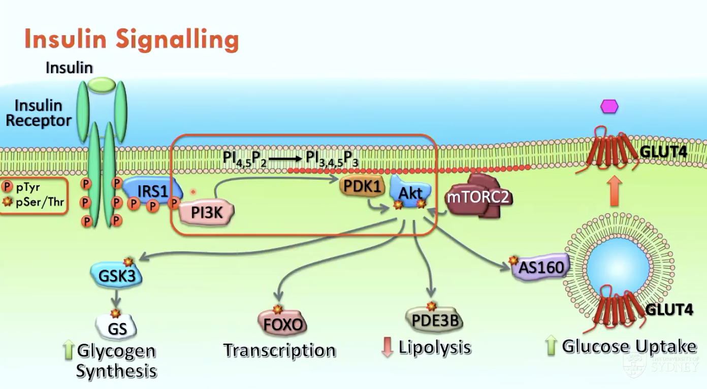 <p>Insulin binds to the insulin receptor → activates tyrosine kinase activity</p><ol><li><p><strong>PI3K Activation:</strong> SH2 domain of PI3K binds to a phosphorylated tyrosine residue on IRS1, which is recruited to the membrane.</p></li><li><p><strong>PIP3 Production: </strong>PI3K converts PIP<sub>2</sub> into PIP<sub>3</sub>, which serves as a docking site for proteins with a pleckstrin homology (PH) domain.</p></li><li><p><strong>Akt Activation: </strong>Akt binds to PIP<sub>3</sub> via its PH domain → becomes activated by serine/threonine kinases that come in close proximity</p></li><li><p><strong>Activated Akt kinase</strong> (Ser/Thr) drives metabolic effects:</p><ul><li><p>phosphorylates <strong>AS160 </strong>→ opens GLUT4 channels to <strong>uptake glucose</strong></p></li><li><p>phosphorylates <strong>PDE3B</strong> → <strong>reduces lipolysis</strong></p></li><li><p>phosphorylates <strong>FOXO</strong> → translocates FOXO into cytoplasm → <strong>stops glucose-producing genes</strong></p></li><li><p>phosphorylates<strong> GSK3</strong> → <strong>increases glycogen synthesis</strong></p></li></ul></li></ol><p></p>
