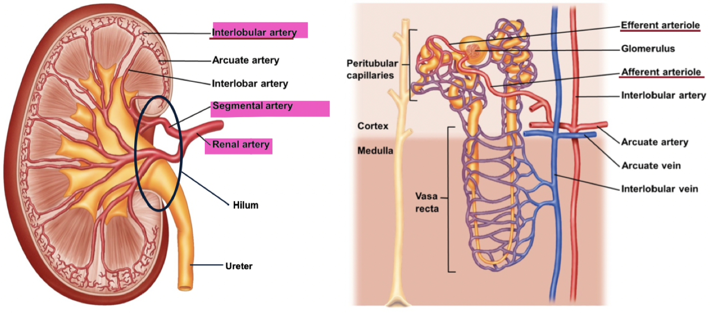 <ul><li><p>Renal artery splits into segmental arteries, then interlobular arteries</p></li><li><p>Afferent arteriole brings blood to the glomerulus and the efferent arteriole carries blood away from the glomerulus</p></li><li><p>Peritubular capillary wrap around tubules</p><ul><li><p>Increases surface area when they are wrapped around each other</p></li></ul></li><li><p>Absorption and filtration allows us to stay at homeostasis</p></li><li><p>Blood enters through renal artery and comes out through the renal vein</p></li></ul>