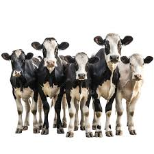 <p>[Noun] A large group of animals, especially hoofed mammals, feeding or traveling together. (兽群)</p>
