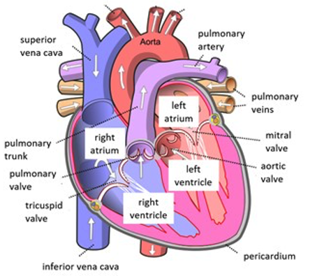 Cardiopulmonary conditions Flashcards | Knowt