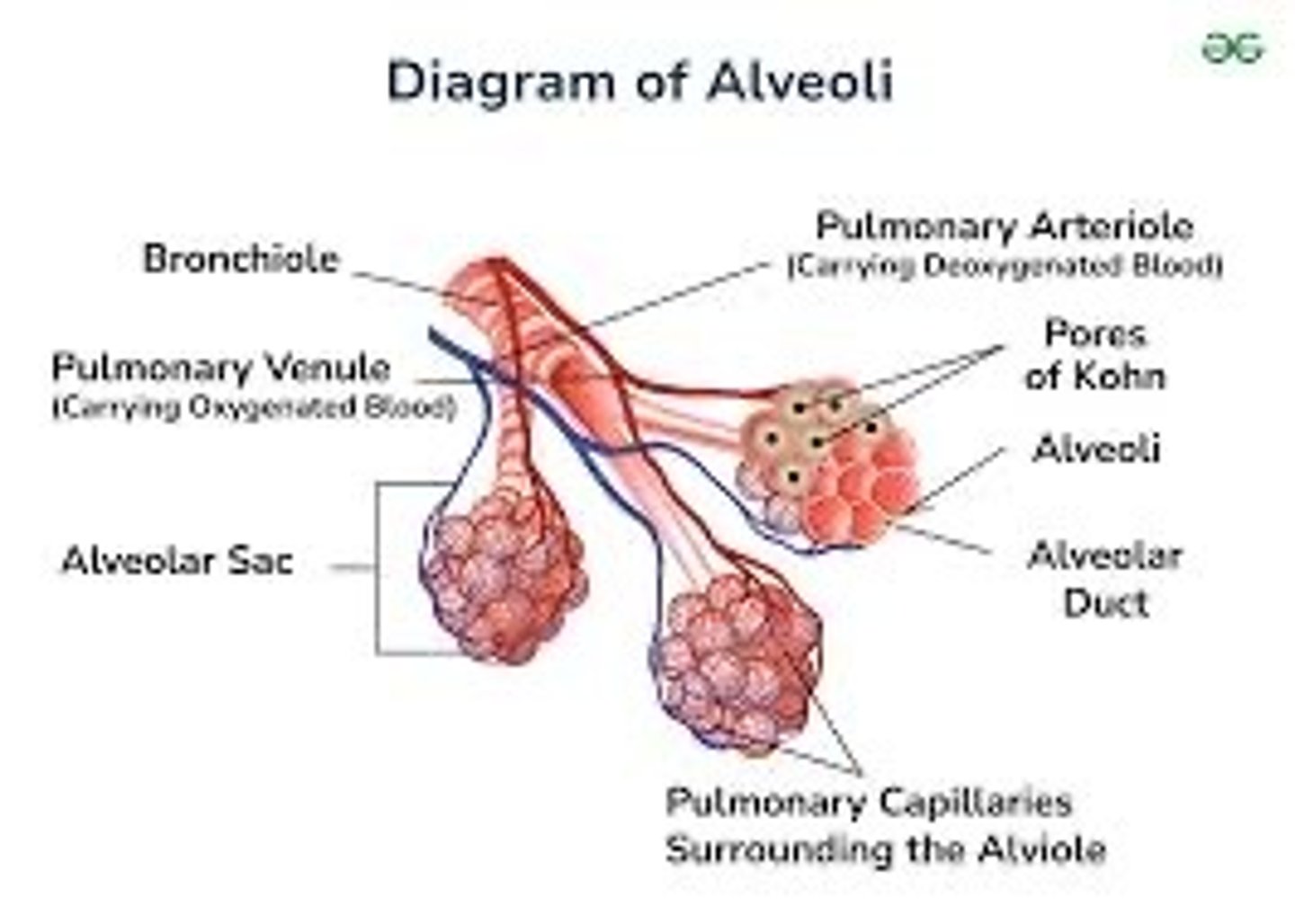 <p>Covered in capillaries, add extra surface area for blood to diffuse oxygen (gas exchange)</p>