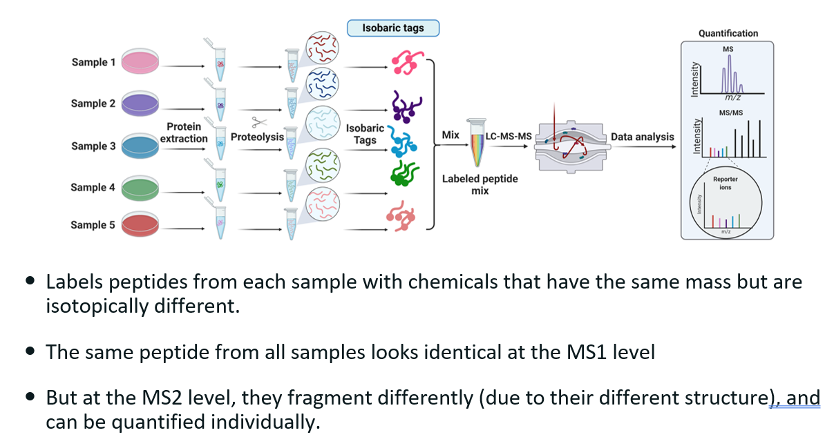 <p><strong><u>What?</u></strong></p><p><strong>Isobaric tags</strong> are chemical labels used in <strong>quantitative proteomics</strong> to compare the relative abundance of proteins across different biological samples using <strong>mass spectrometry (MS)</strong>. The term <em>isobaric</em> means "same mass".</p><p><strong><u>How does it work?</u></strong></p><p>The isobaric tags have the same mass but different structures, leading to different fragmentation patterns.</p><ul><li><p><strong>Labeling</strong>: Proteins from different conditions (e.g., treated vs. control) are digested into peptides and each is labeled with a different isobaric tag.</p></li><li><p><strong>Mixing</strong>: The labeled peptide samples are mixed into a single pool.</p></li><li><p><strong>Liquid chromatography</strong></p></li><li><p><strong>MS1 Scan</strong>: In the first stage of mass spectrometry (MS1), all labeled peptides appear as a single peak because the isobaric tags make them the same mass.</p></li><li><p><strong>MS/MS Scan</strong>: During MS2, the different structures of the tags lead to different fragmentation patterns. Each tag releases a <strong>unique reporter ion</strong> (different m/z). These reporter ions are <strong>quantified</strong> to determine <strong>relative abundance</strong> of peptides in each sample.</p></li></ul><p></p>