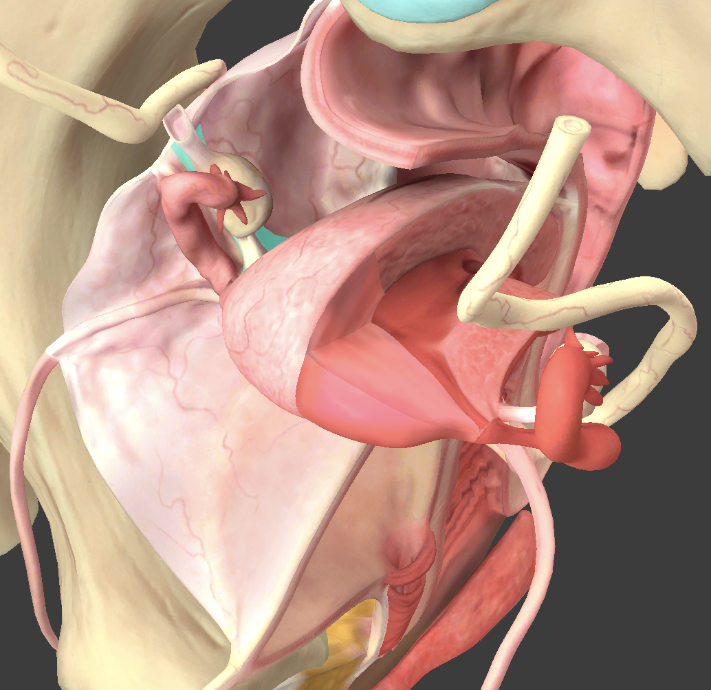 <p>What structure is shown?</p>